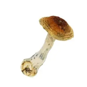 Buy Golden Teacher Online Canada | Crystal Cloud 9