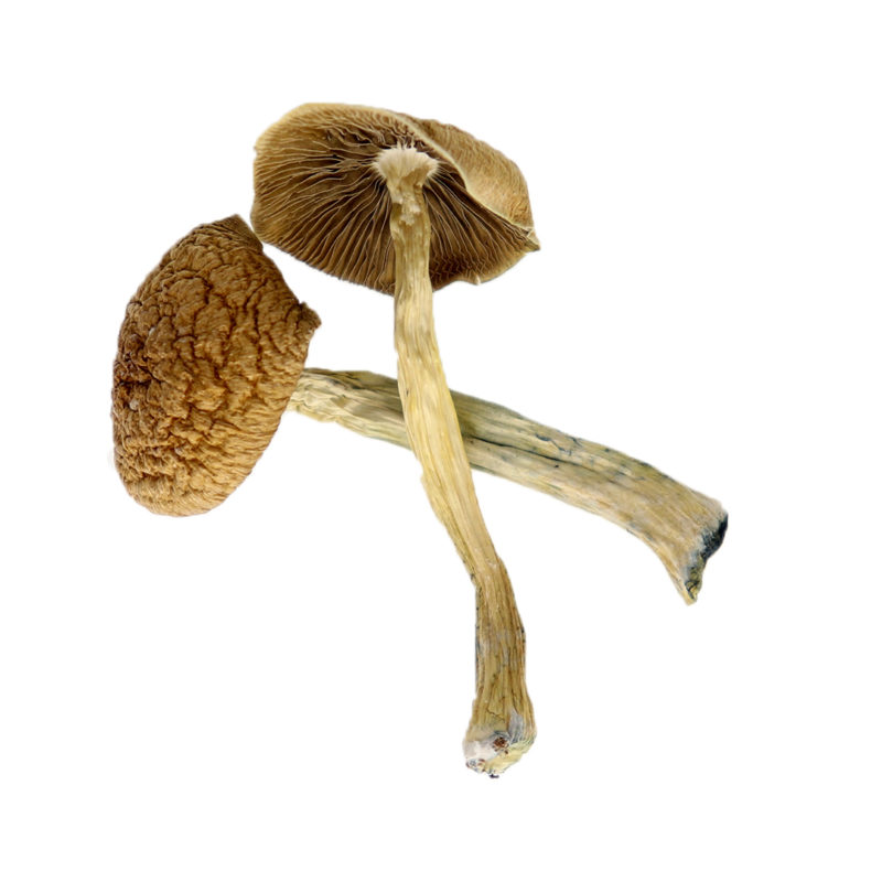 Shop Acadian Coast Magic Mushrooms Online Canada | Crystal Cloud 9