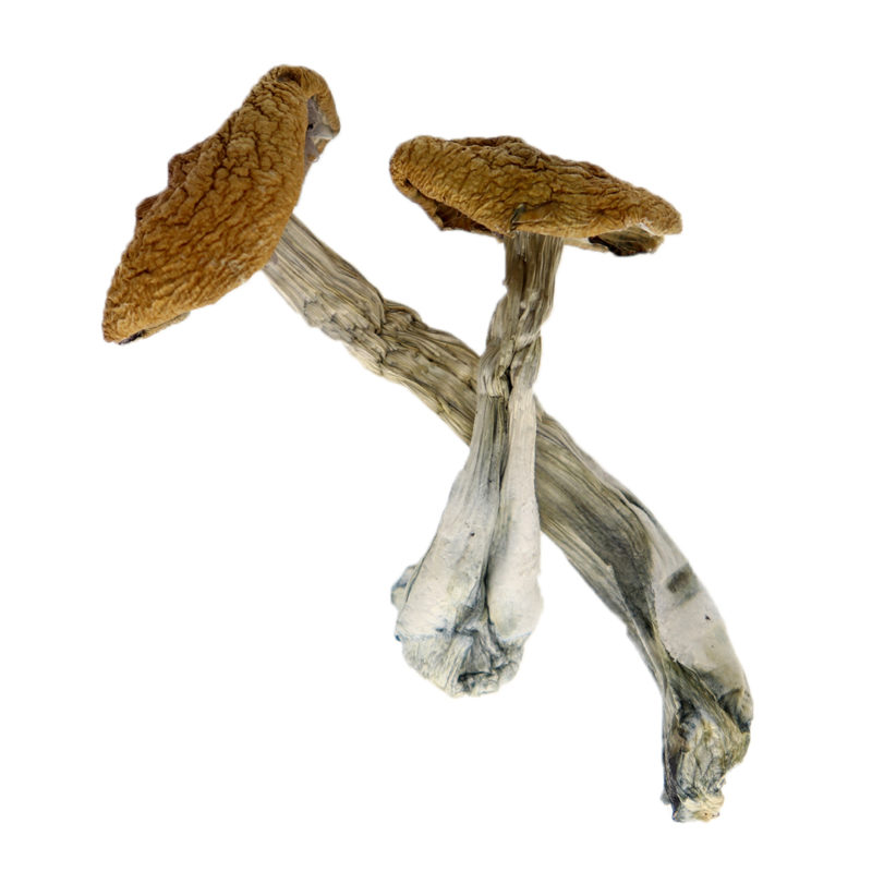 Buy Fiji Island Magic Mushrooms Online Canada | Crystal Cloud 9