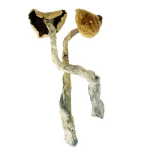 Shop Florida White (F+) Magic Mushrooms Online Canada | Crystal Cloud 9