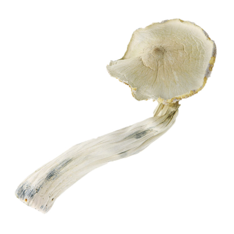 Shop Great White Magic Mushrooms Online Canada | Crystal Cloud 9