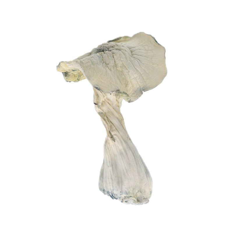 Shop True Albino Teachers (TAT) Magic Mushrooms Online Canada | Crystal Cloud 9