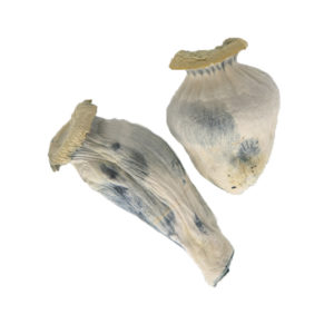 Shop Yeti Magic Mushrooms Online Canada | Crystal Cloud 9