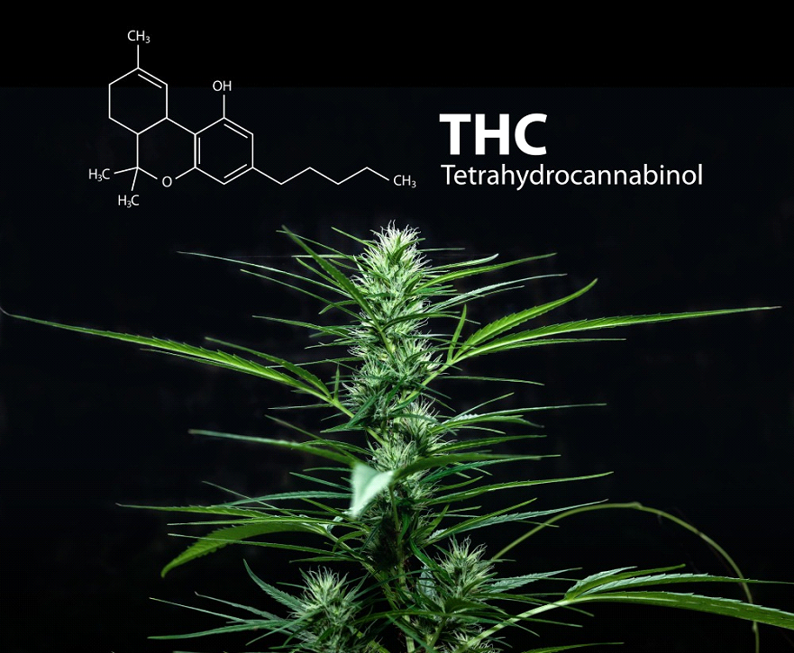 Untitled 1 Meet THC - O, the Strongest THC in the Market