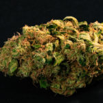 close up prescription medical marijuana flower bud black background 6 Cheap and Affordable Weed Strains That Won't Break the Bank Magic Mushrooms