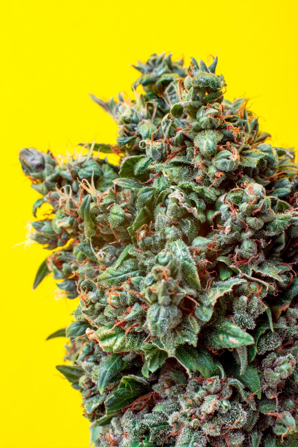 marijuana-bud-yellow-background