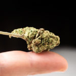 marijuana flower bud macro closeup finger black background Top Indica Strains You Should Try