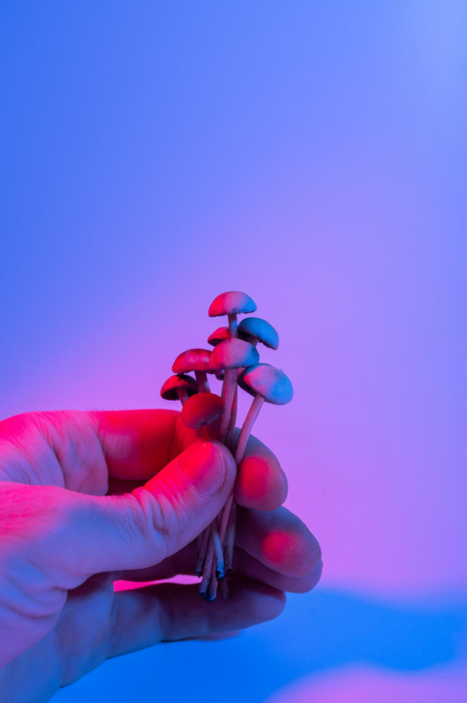 psilocybin mushrooms What are Magic Mushrooms, and Why are they Popular in Canada?