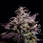 purple-cannabis