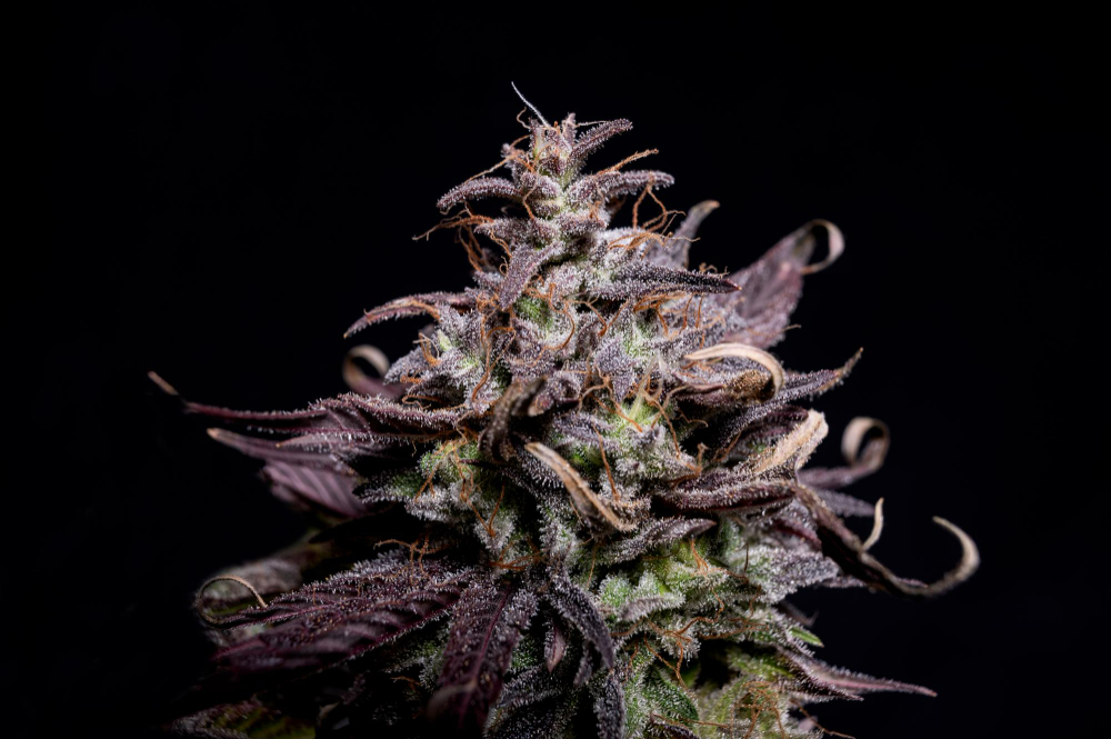 purple-cannabis