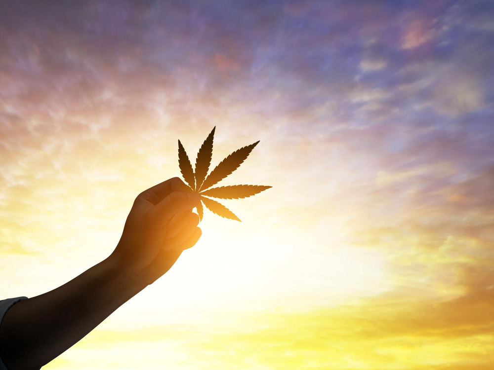 silhouettes-hand-holding-cannabis-sunset-sky