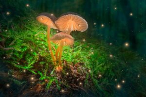 The Top 5 Benefits of Consuming Magic Mushrooms