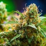 unicorn poop strain of weed Discover the Magic of Unicorn Poop: A Unique Hybrid Cannabis Strain rainbow pie Strain