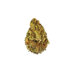 AMBROSIA STRAIN