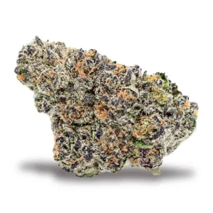 tk41 strain