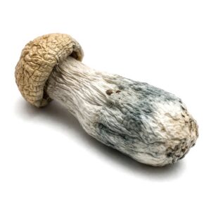 albino tidal wave magic mushrooms