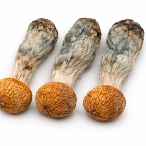 hillbilly magic mushrooms