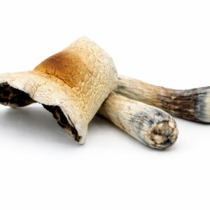 jumbo brazilian cubensis