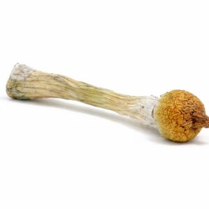 purple mystic magic mushrooms